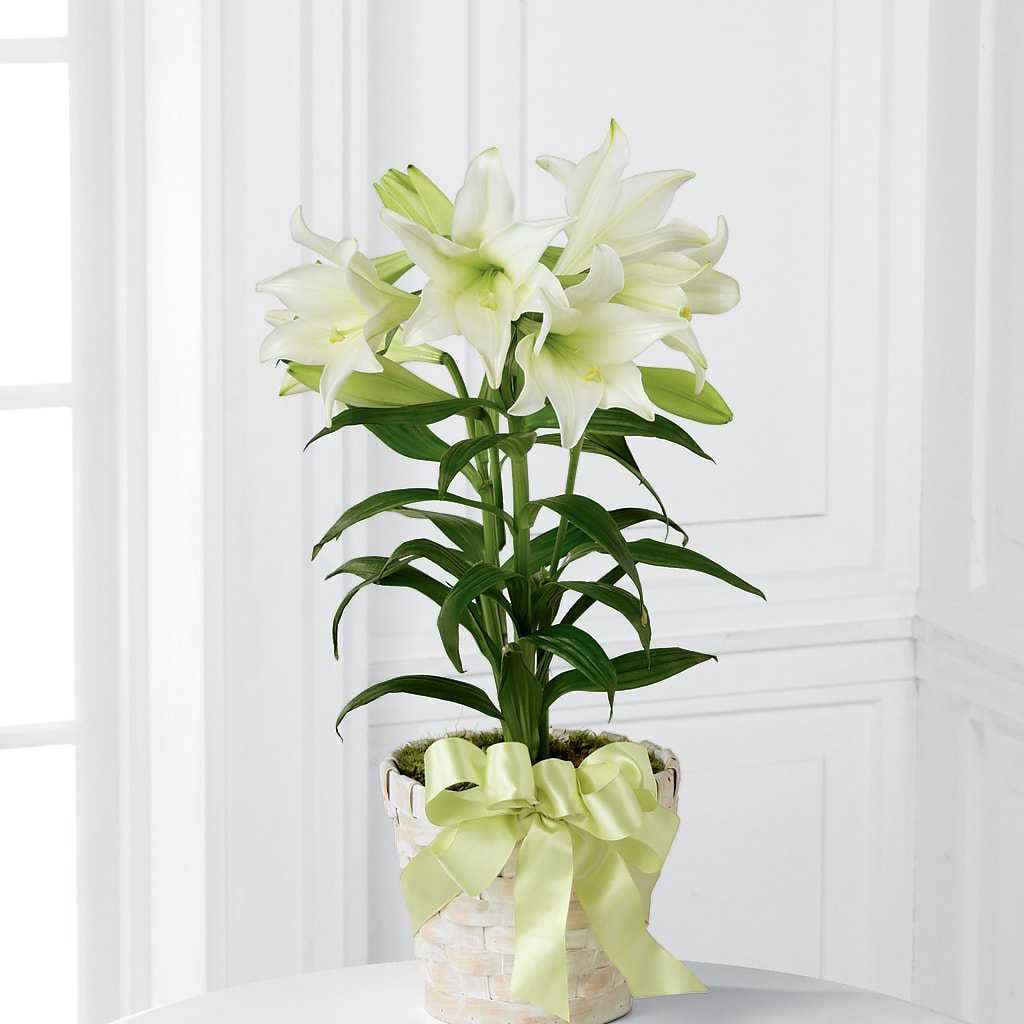 Easter Lily Plant – Batavia Stage Coach Florist, Batavia NY