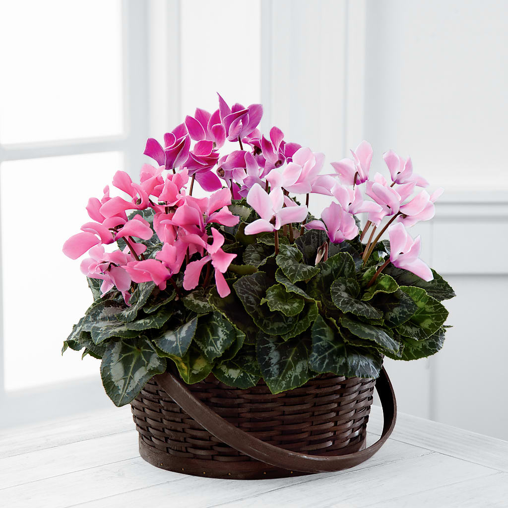 Mixed Cyclamen Planter – Batavia Stage Coach Florist, Batavia NY