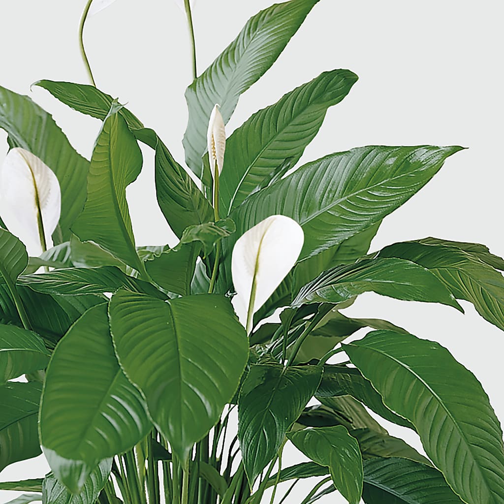 Tranquil Moments Peace Lily Plant – Batavia Stage Coach Florist, Batavia NY