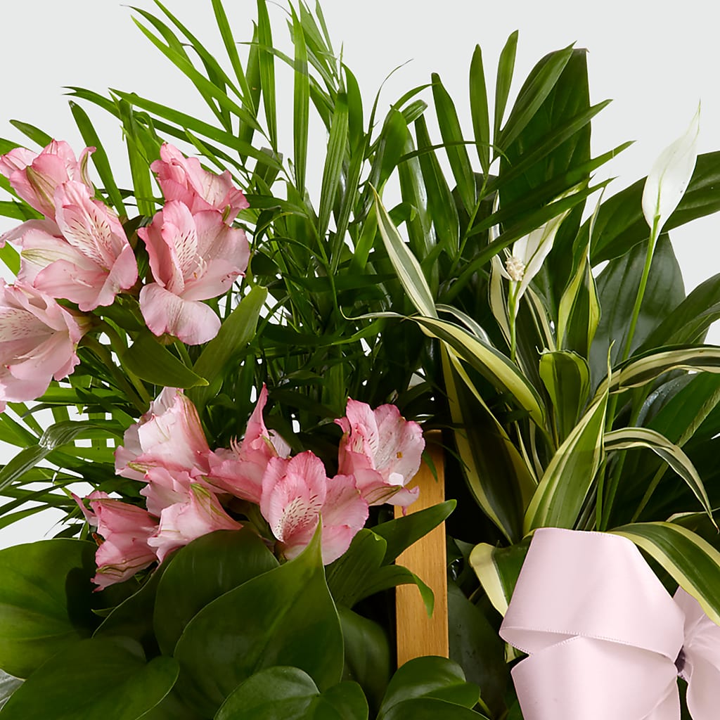 Living Spirit Dishgarden – Batavia Stage Coach Florist, Batavia NY