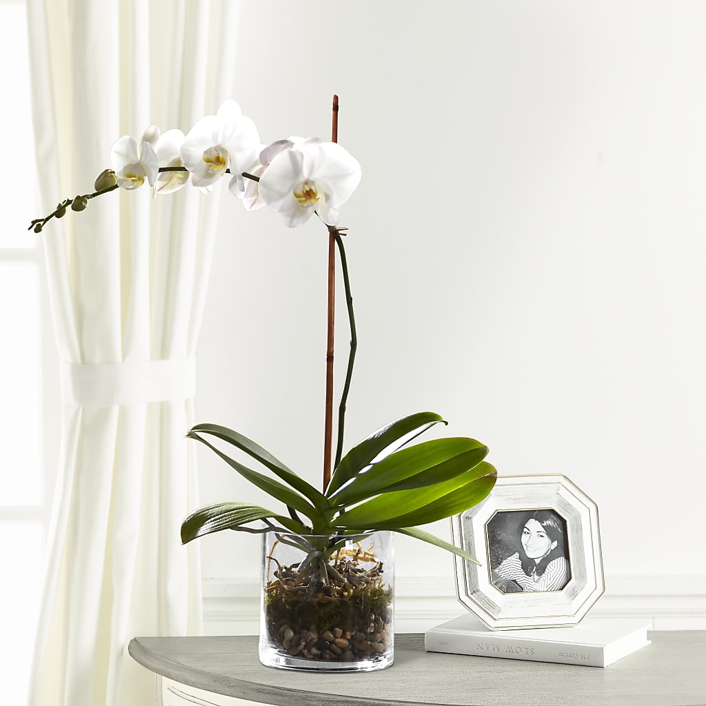 White Orchid Planter – Batavia Stage Coach Florist, Batavia NY