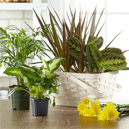Florist Designed Blooming and Green Plants in a Basket –  Batavia Stage Coach Florist, Batavia NY