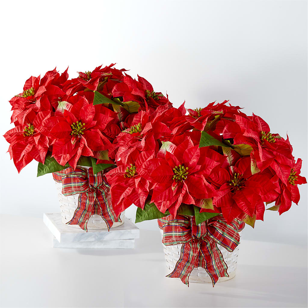 Happiest Holidays Poinsettia Bundle –  Batavia Stage Coach Florist, Batavia NY