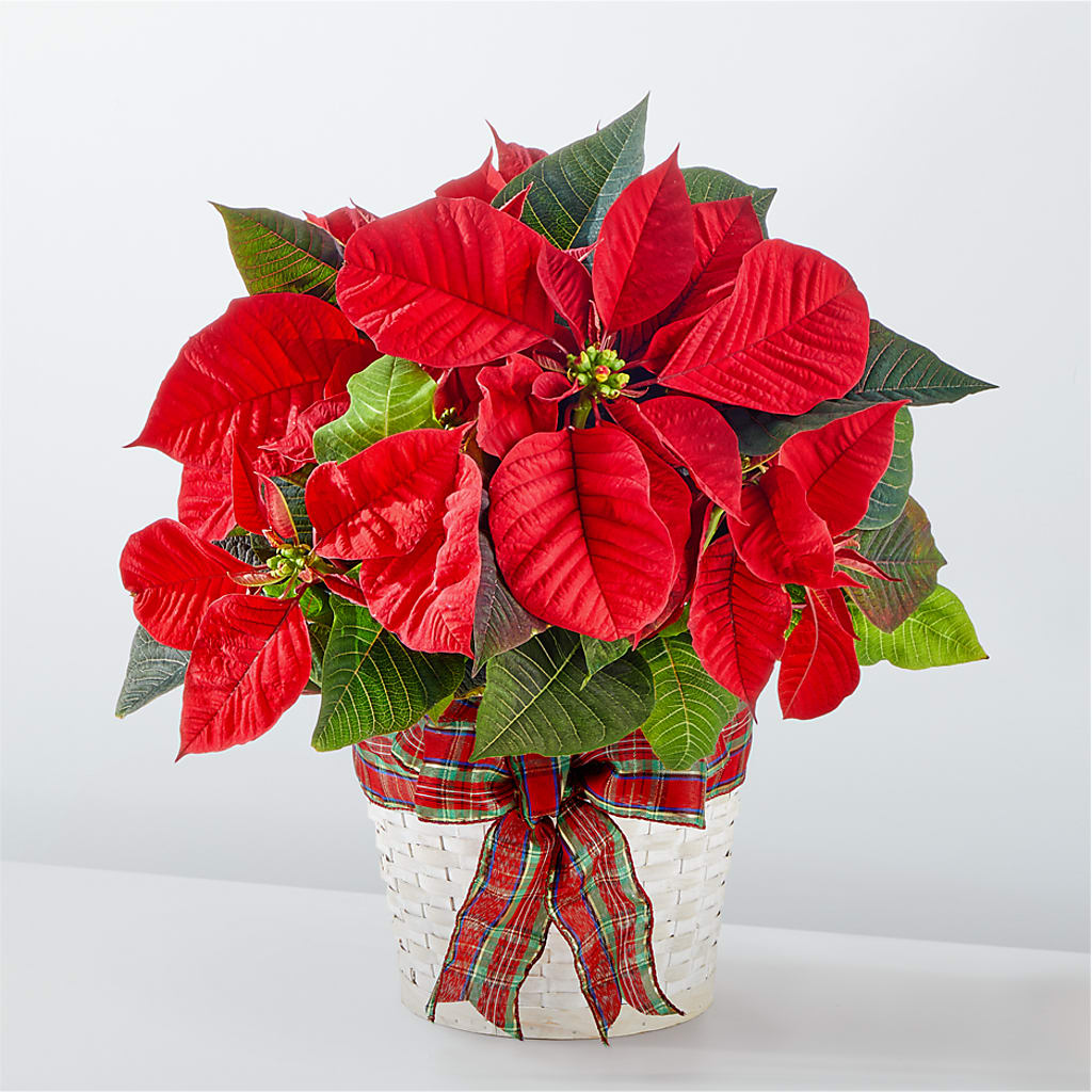 Happiest Holidays Poinsettia –  Batavia Stage Coach Florist, Batavia NY