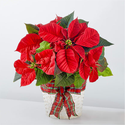 Happiest Holidays Poinsettia –  Batavia Stage Coach Florist, Batavia NY
