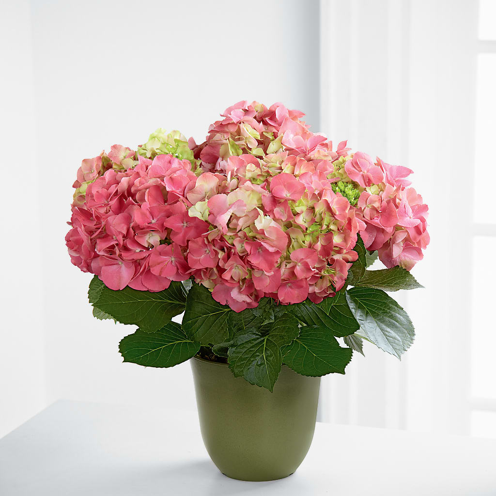Pink Hydrangea Planter –  Batavia Stage Coach Florist, Batavia NY