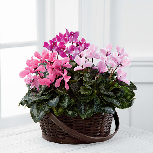 Mixed Cyclamen Planter –  Batavia Stage Coach Florist, Batavia NY