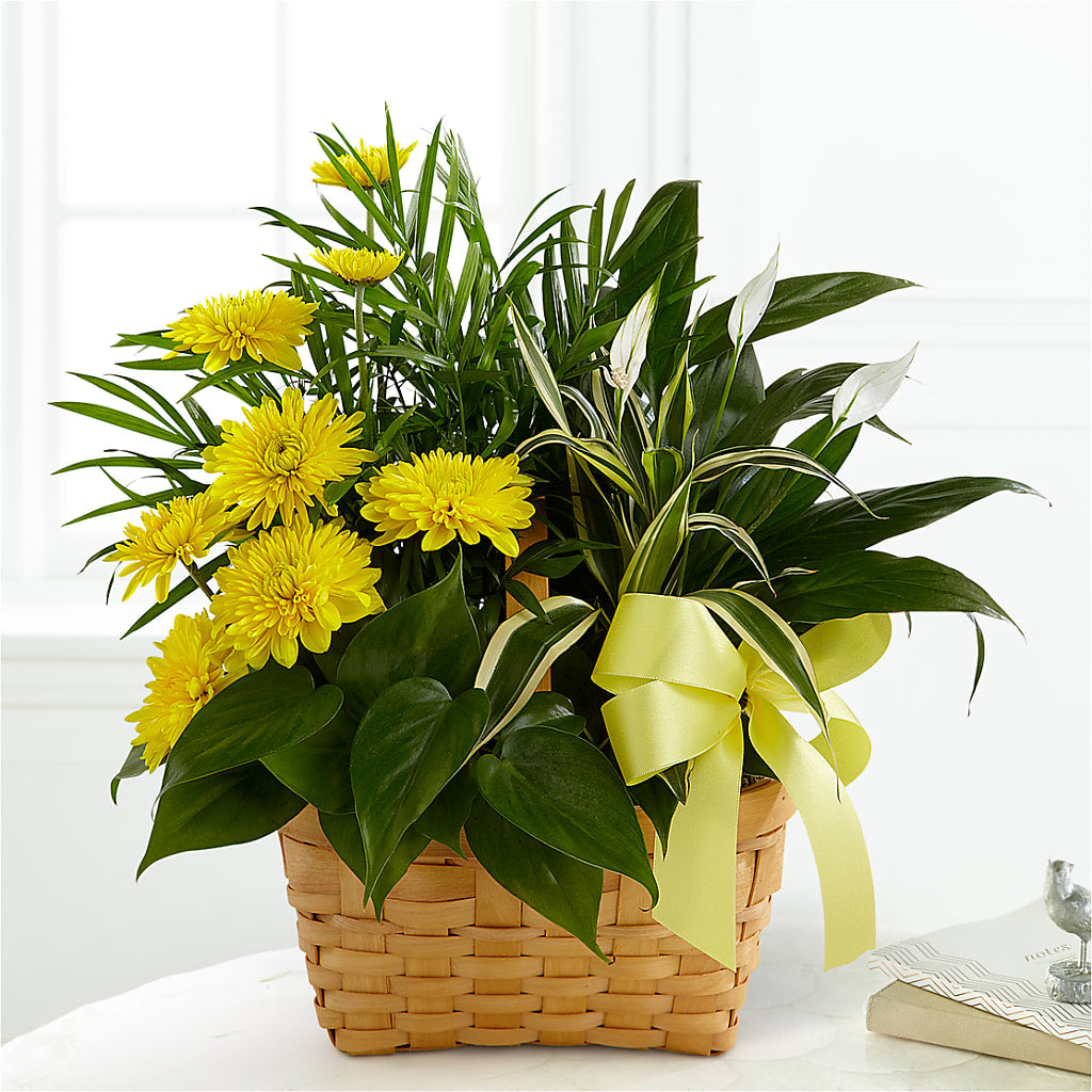 Loving Light Dishgarden –  Batavia Stage Coach Florist, Batavia NY