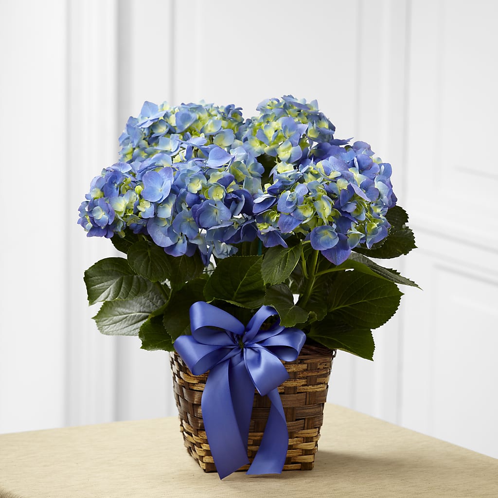 Blue Hydrangea Planter –  Batavia Stage Coach Florist, Batavia NY