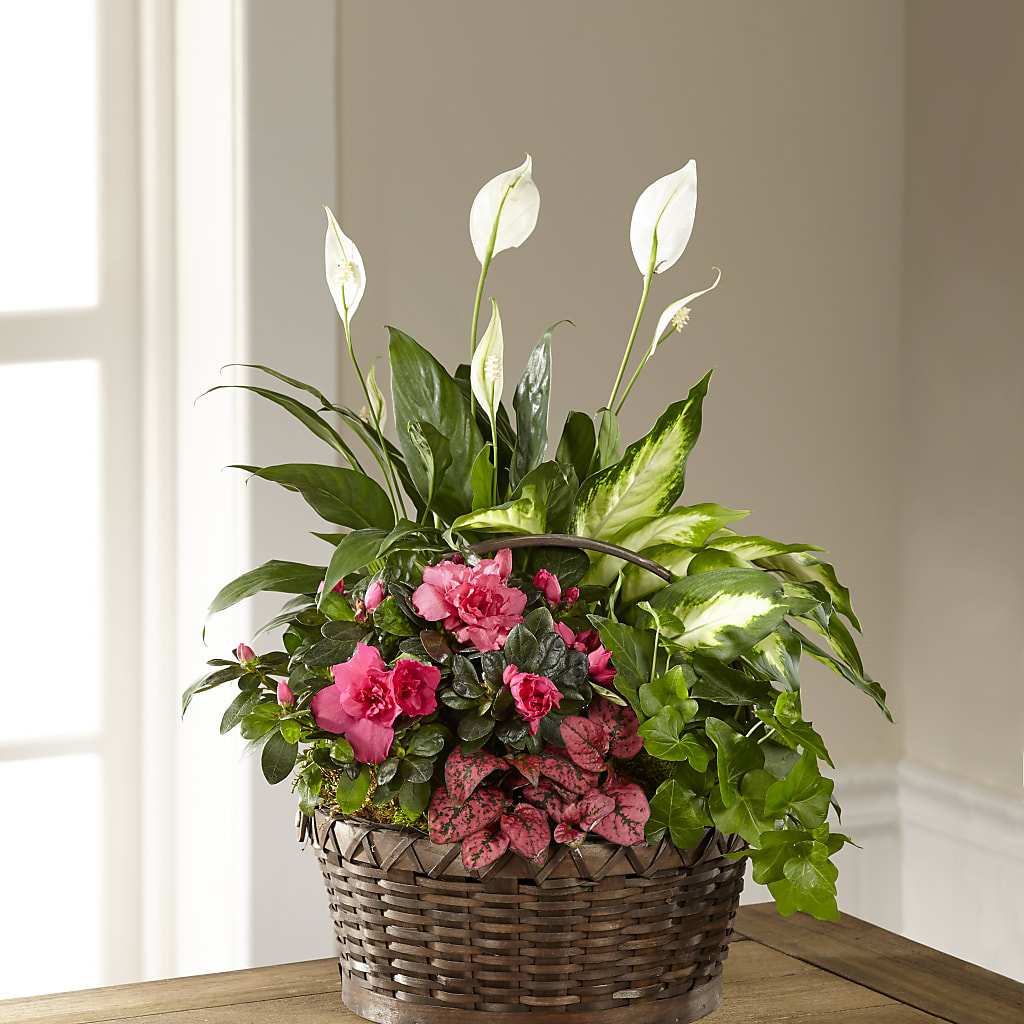 Dream in Pink Dishgarden –  Batavia Stage Coach Florist, Batavia NY