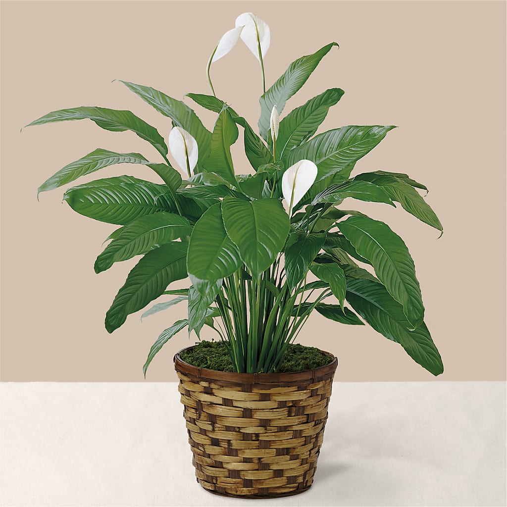 Tranquil Moments Peace Lily Plant –  Batavia Stage Coach Florist, Batavia NY