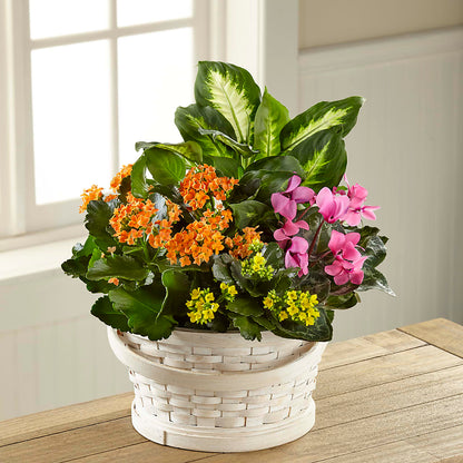 Color Crush Dishgarden –  Batavia Stage Coach Florist, Batavia NY