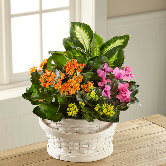 Color Crush Dishgarden –  Batavia Stage Coach Florist, Batavia NY