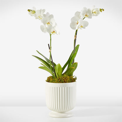 Whispering White Orchid –  Batavia Stage Coach Florist, Batavia NY