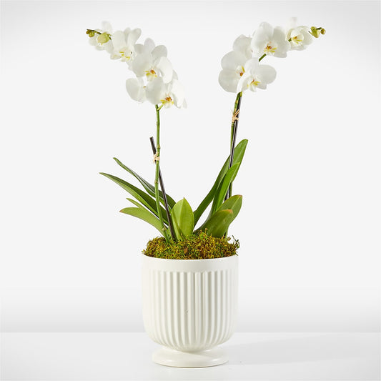 Whispering White Orchid –  Batavia Stage Coach Florist, Batavia NY
