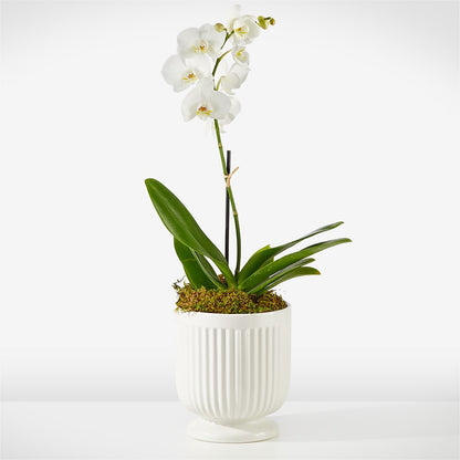 Whispering White Orchid –  Batavia Stage Coach Florist, Batavia NY