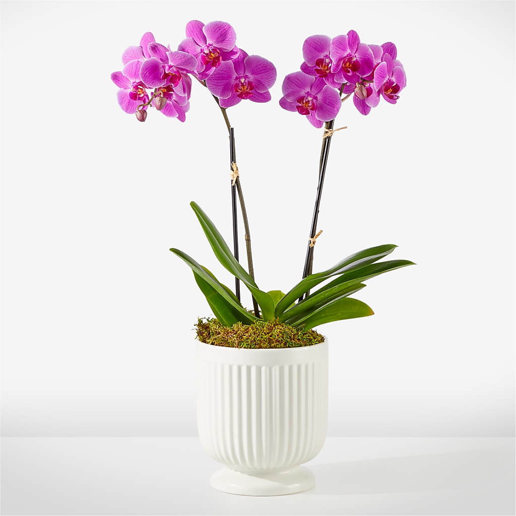 Friendly Fuchsia Orchid –  Batavia Stage Coach Florist, Batavia NY