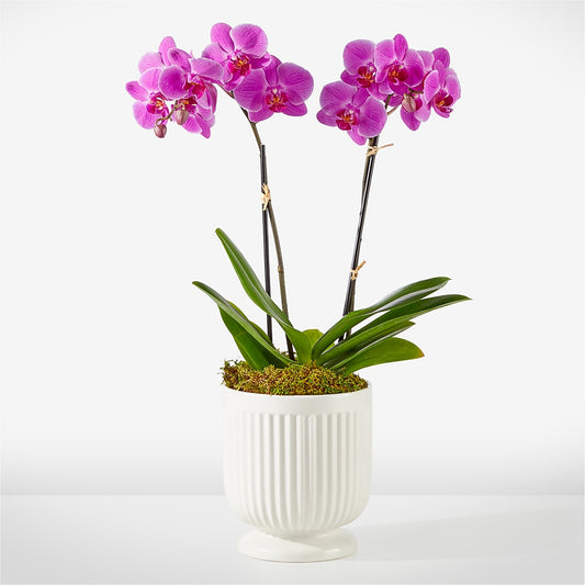 Friendly Fuchsia Orchid –  Batavia Stage Coach Florist, Batavia NY