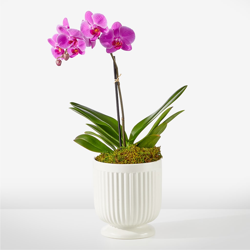 Friendly Fuchsia Orchid –  Batavia Stage Coach Florist, Batavia NY