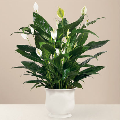 Comfort Planter –  Batavia Stage Coach Florist, Batavia NY