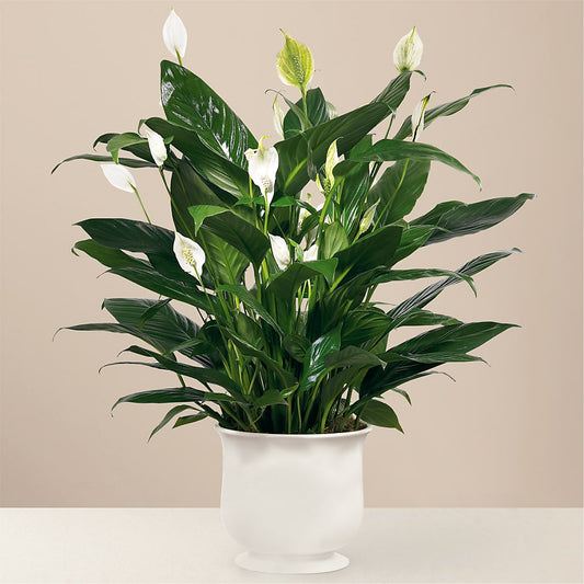 Comfort Planter –  Batavia Stage Coach Florist, Batavia NY