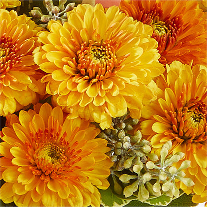 Peachy Pumpkin –  Batavia Stage Coach Florist, Batavia NY