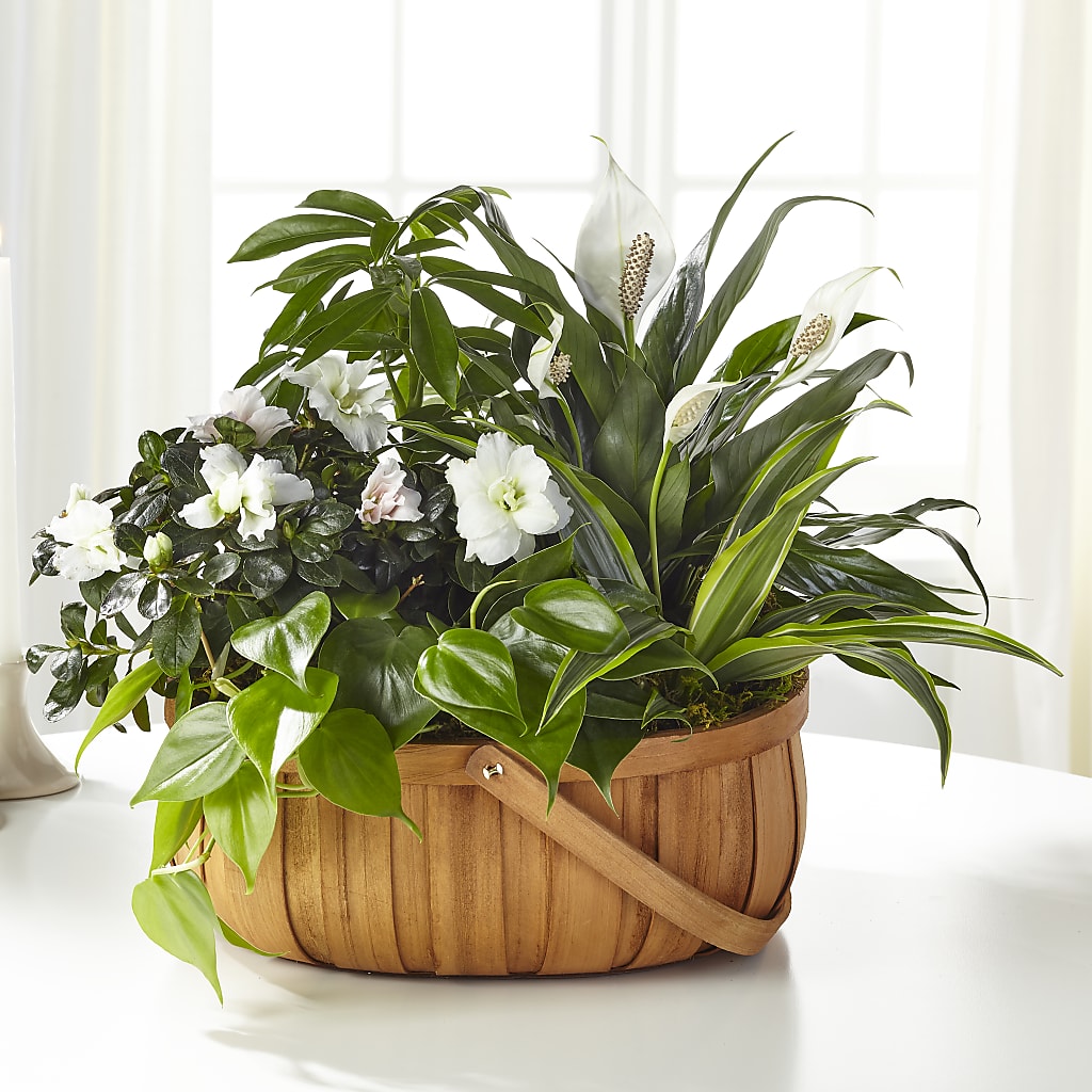 Serene Dishgarden –  Batavia Stage Coach Florist, Batavia NY