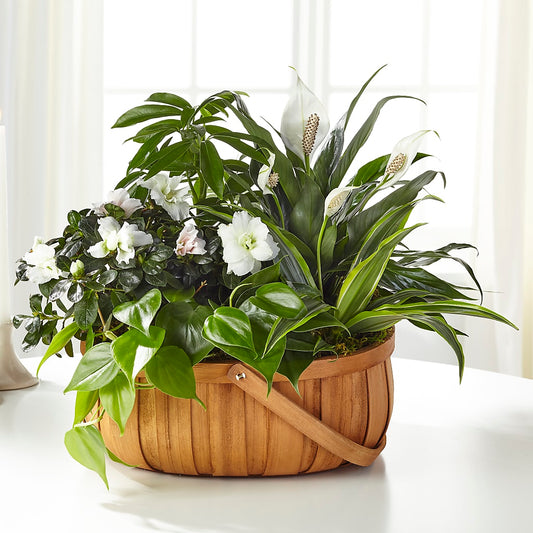 Serene Dishgarden –  Batavia Stage Coach Florist, Batavia NY