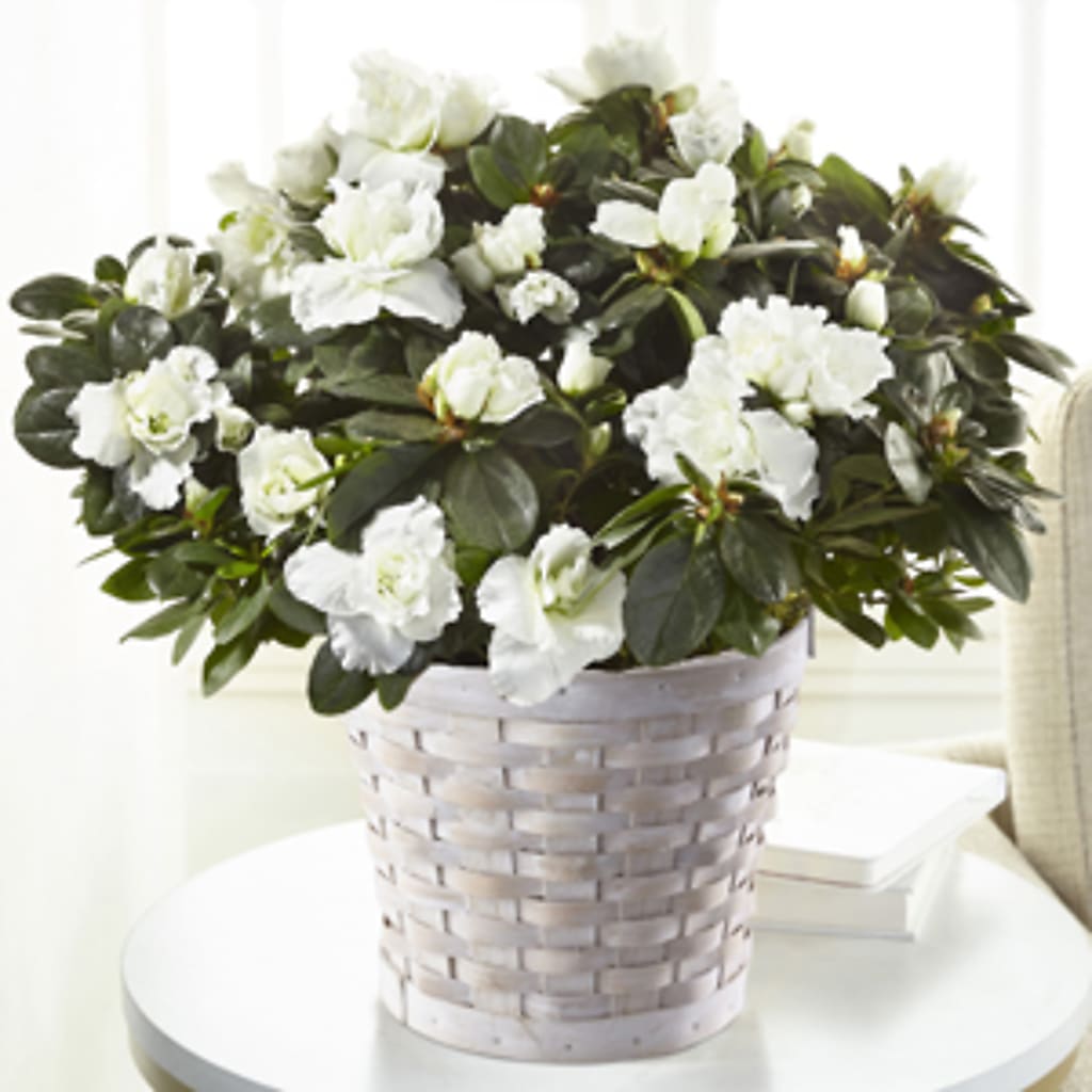 White Azalea Plant –  Batavia Stage Coach Florist, Batavia NY