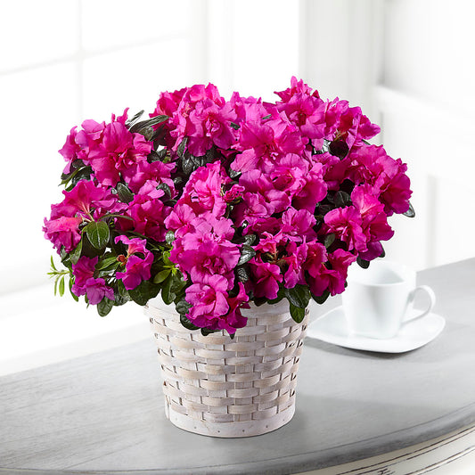 Hope & Serenity Azalea Plant –  Batavia Stage Coach Florist, Batavia NY
