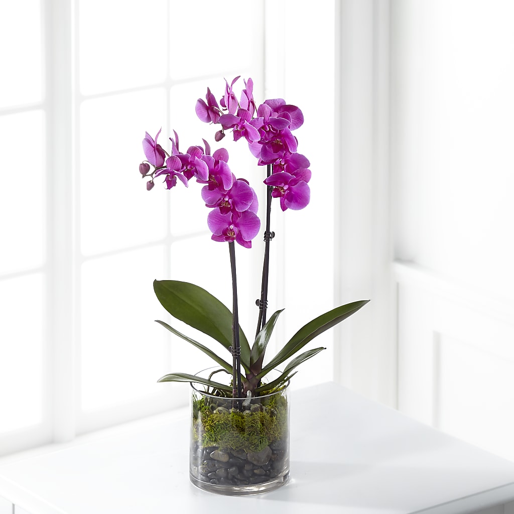 Pink Orchid Plant –  Batavia Stage Coach Florist, Batavia NY