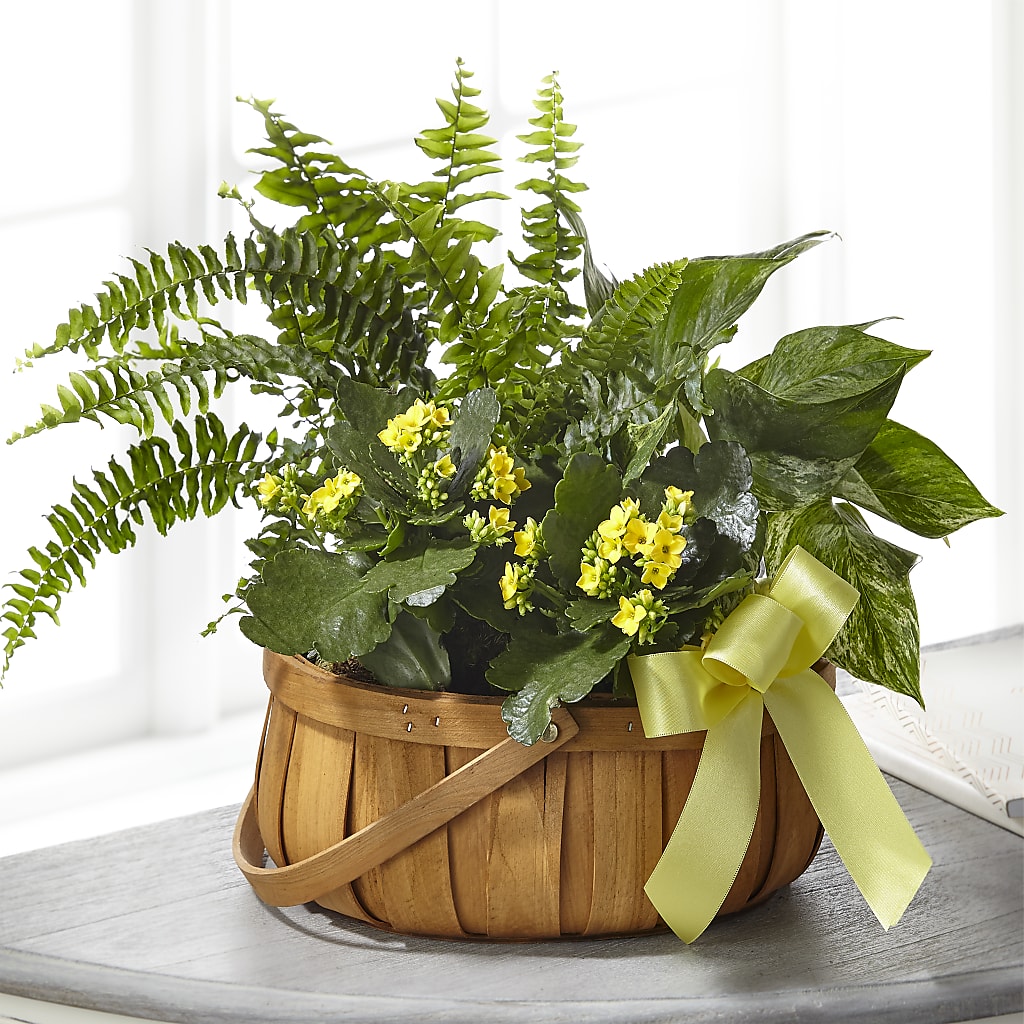 Always Dear Dishgarden –  Batavia Stage Coach Florist, Batavia NY
