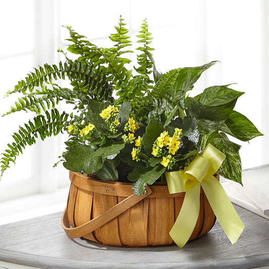 Always Dear Dishgarden –  Batavia Stage Coach Florist, Batavia NY