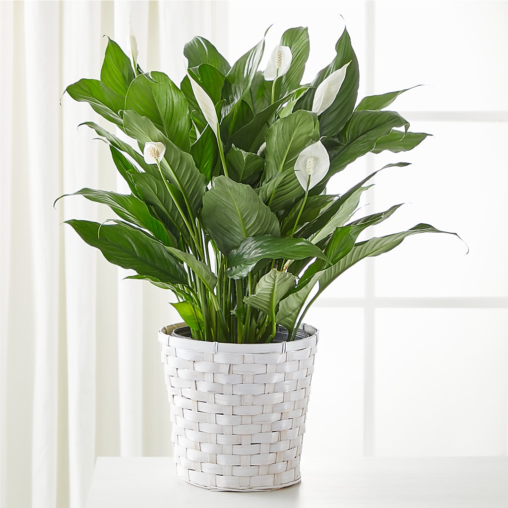 A New Leaf Peace Lily –  Batavia Stage Coach Florist, Batavia NY