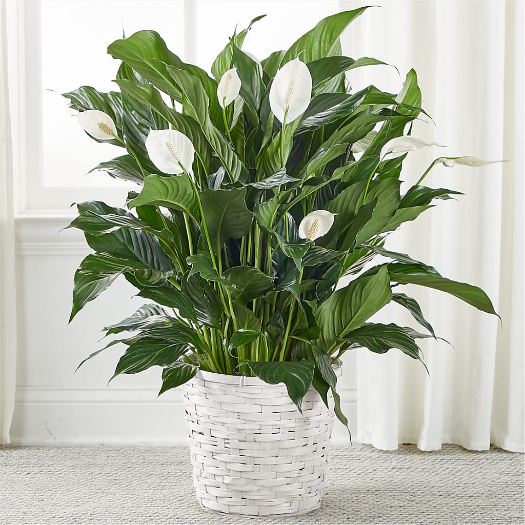 A New Leaf Peace Lily –  Batavia Stage Coach Florist, Batavia NY