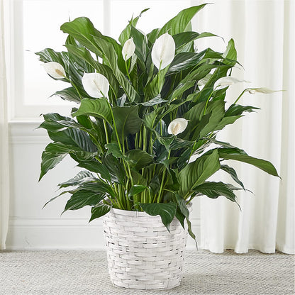 A New Leaf Peace Lily –  Batavia Stage Coach Florist, Batavia NY