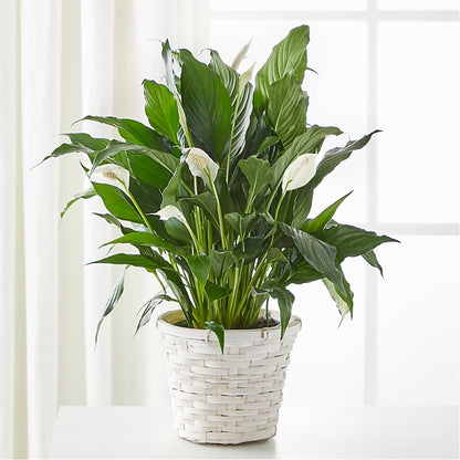 A New Leaf Peace Lily –  Batavia Stage Coach Florist, Batavia NY