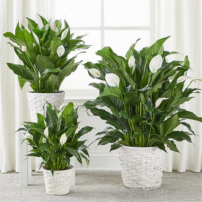 A New Leaf Peace Lily –  Batavia Stage Coach Florist, Batavia NY