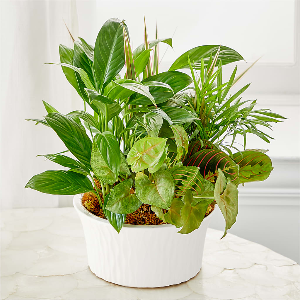 Balance & Harmony Dishgarden –  Batavia Stage Coach Florist, Batavia NY