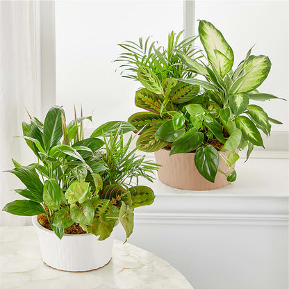 Balance & Harmony Dishgarden –  Batavia Stage Coach Florist, Batavia NY