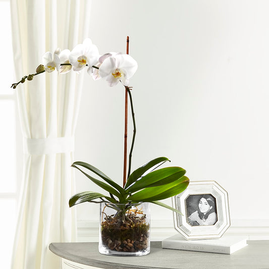 White Orchid Planter –  Batavia Stage Coach Florist, Batavia NY