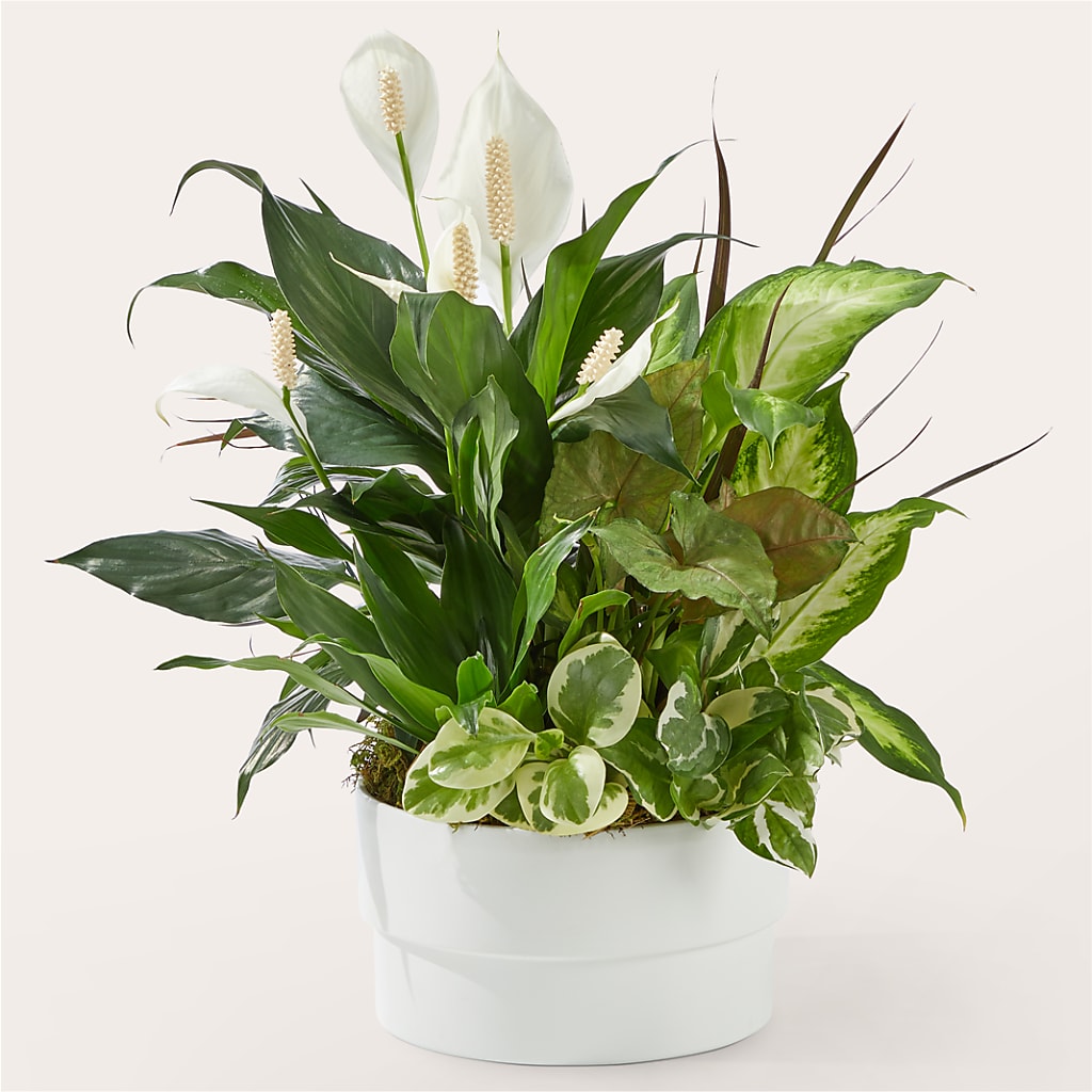 Radiating Positivity Dishgarden –  Batavia Stage Coach Florist, Batavia NY