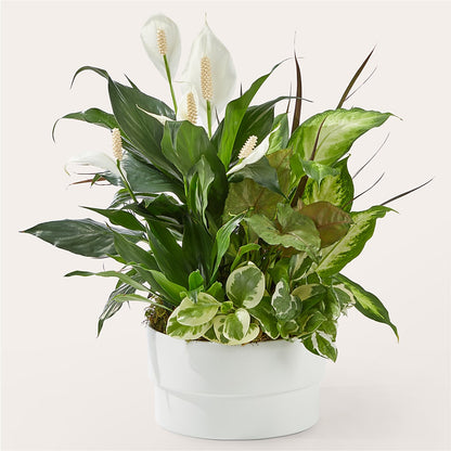 Radiating Positivity Dishgarden –  Batavia Stage Coach Florist, Batavia NY