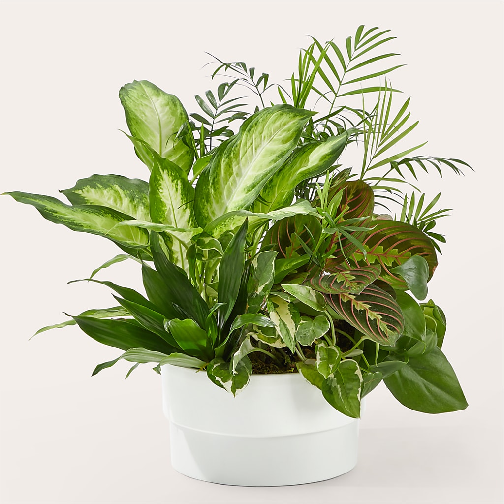 Radiating Positivity Dishgarden –  Batavia Stage Coach Florist, Batavia NY