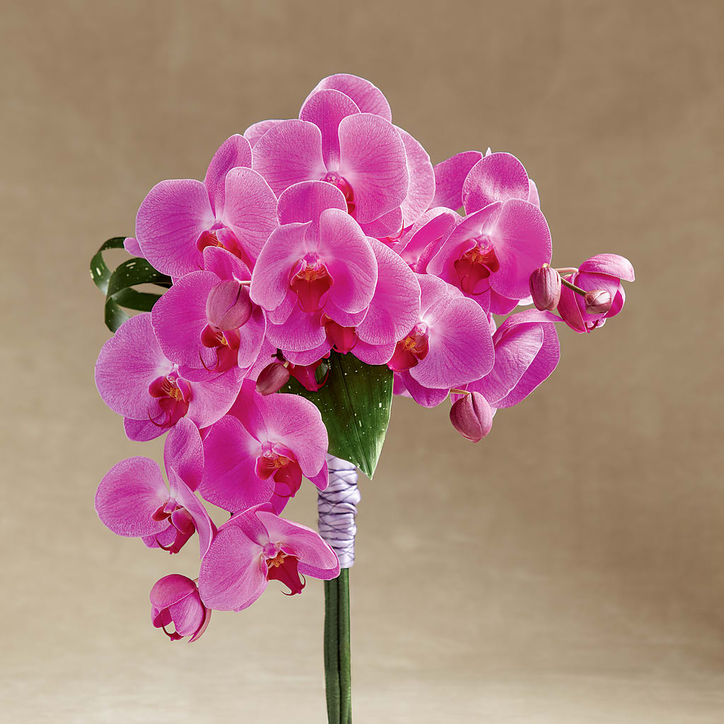 Glorious Bouquet –  Batavia Stage Coach Florist, Batavia NY